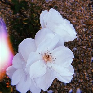 Meet your Posher, Chelsea